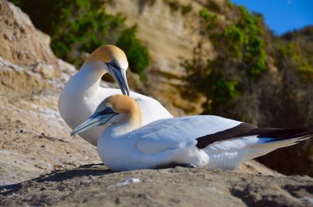 Gannets-Cape-Kidnappers-1600x1060